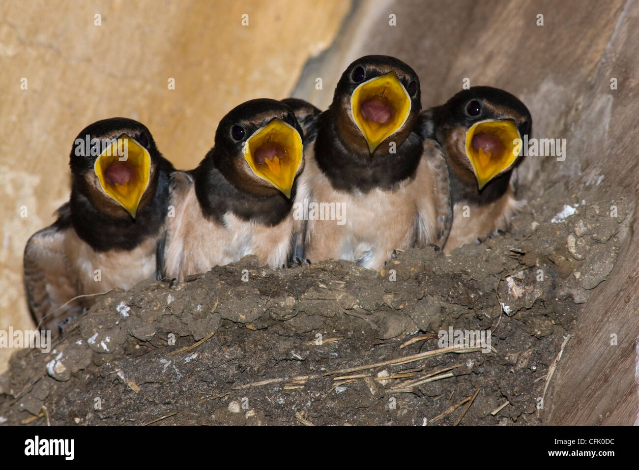 Baby swallows in the nest, calling for food from the mother bird Stock Photo