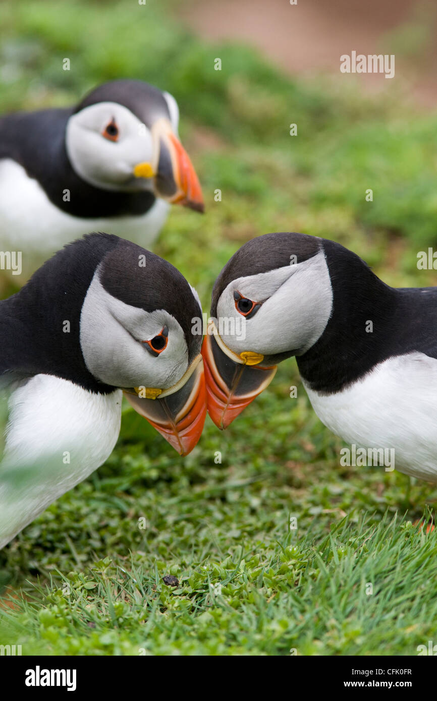 Puffins on the island of Skomer in Pembrokeshire, Wales Stock Photo