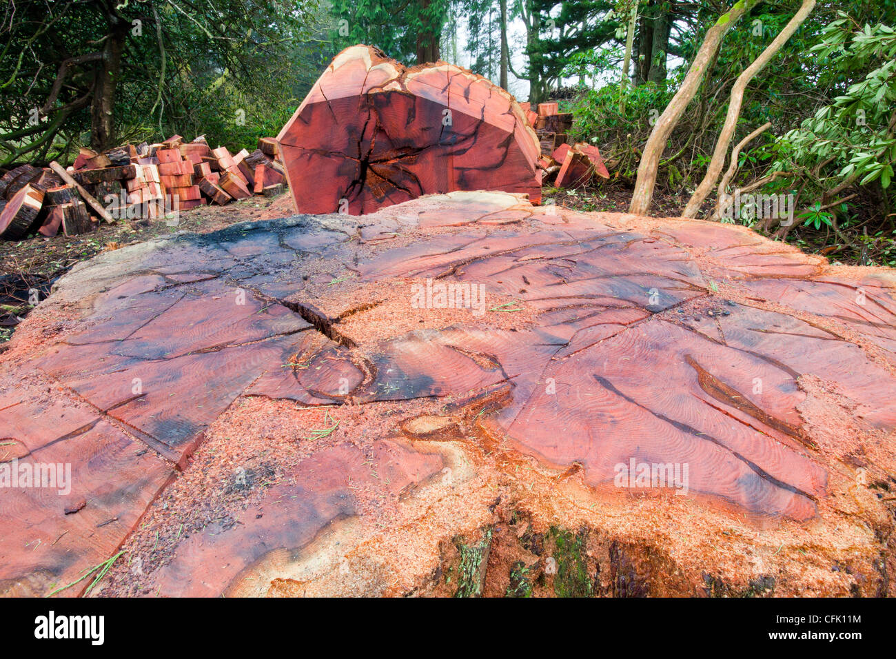 A massive Cedar tree that was infected with honey Fungus is chopped down in a garden on the
