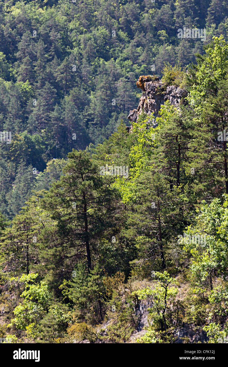 Forested slopes of the Gorges de la Jonte, Cevennes, France Stock Photo