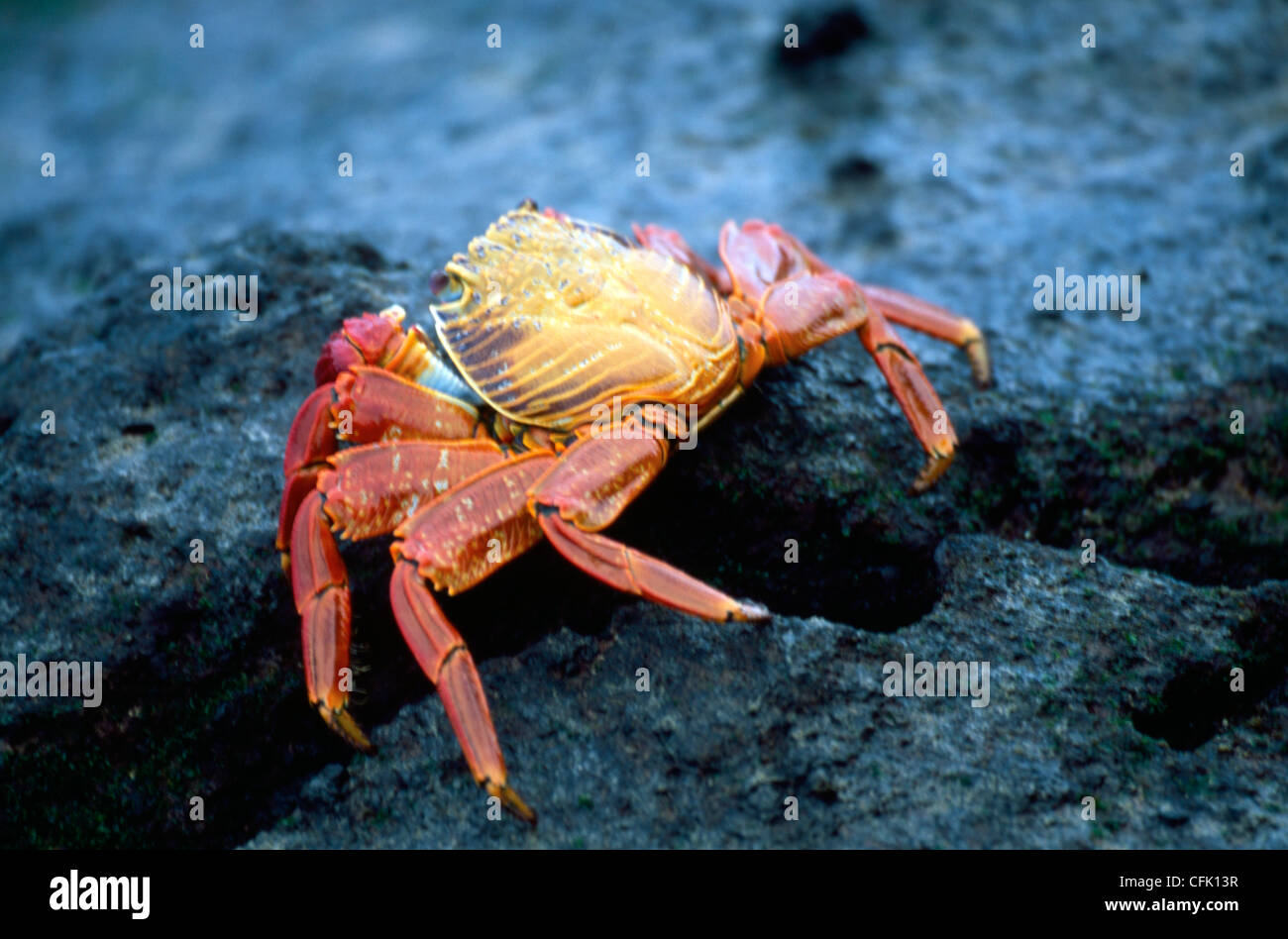 Sally Light foot crab (Graspsus grapsus). Stock Photo