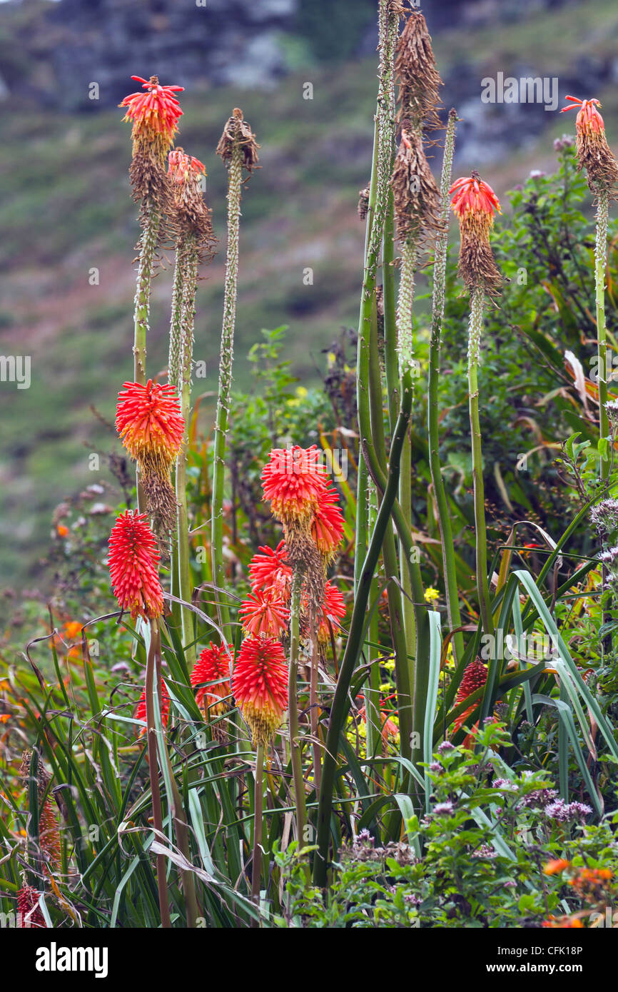 Tall flowers hi-res stock photography and images - Alamy