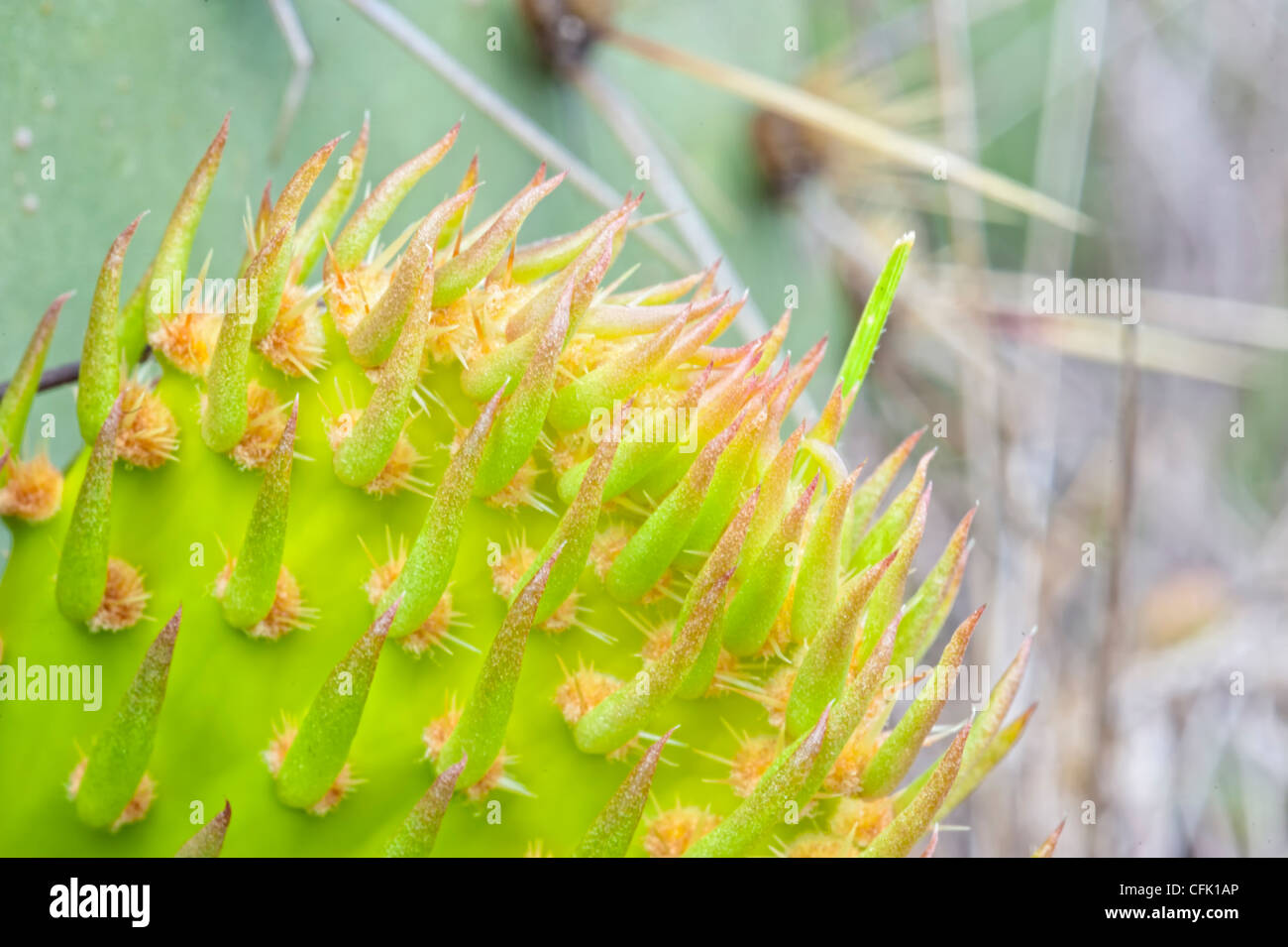 Texas Prickly Pear Cactus Fruit Stock Photo