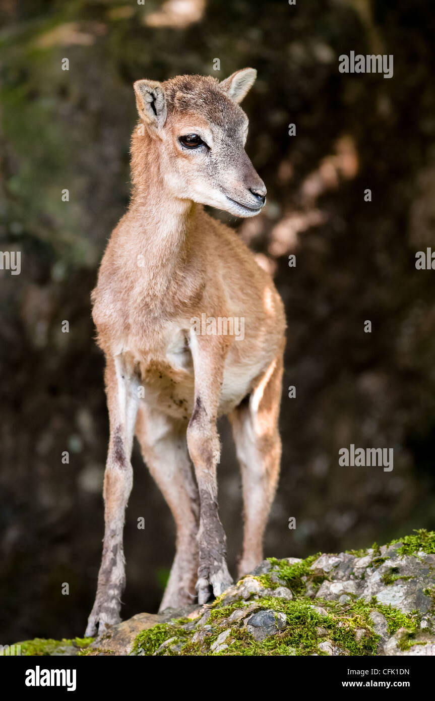 young sika deer fawn (lat. Cervus nippon) standing in the woods. Stock Photo