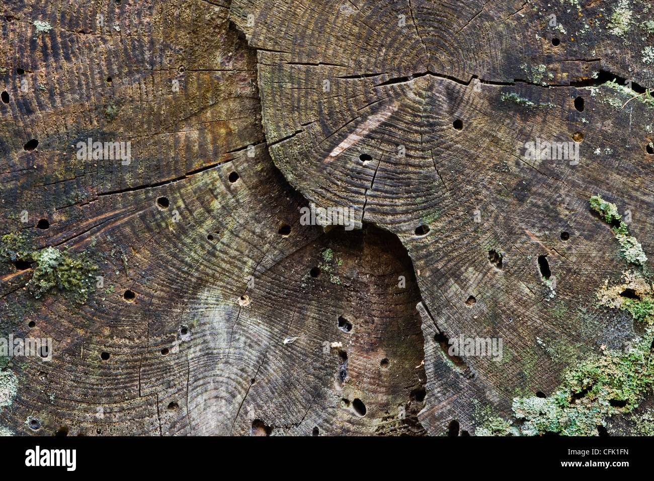 Weathered trunk of a fir tree with lichens and holes of longhorn beetles (Cerambycidae). Stock Photo