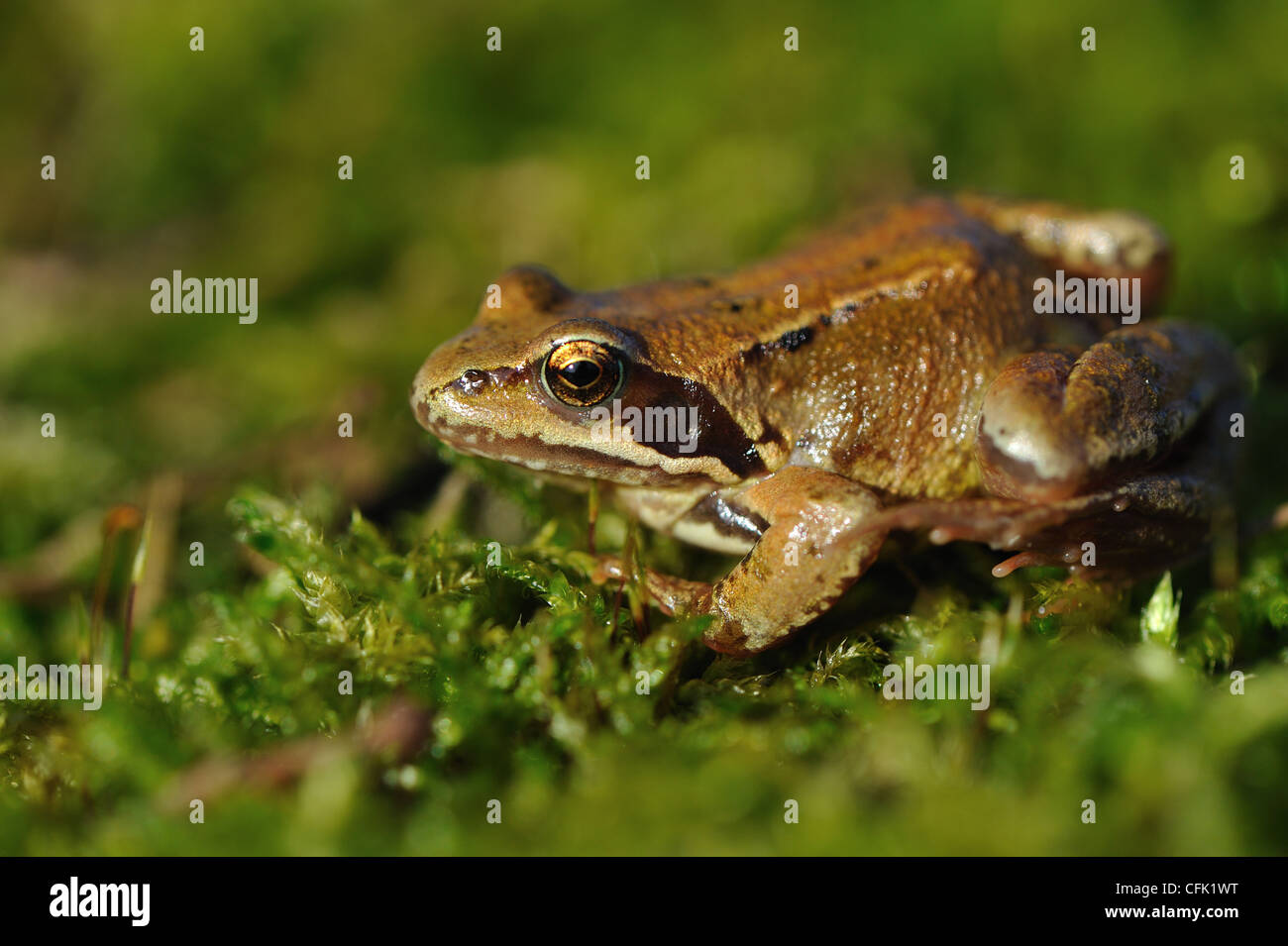 Common frog (Rana temporaria) on moss in a wood in autumn Stock Photo