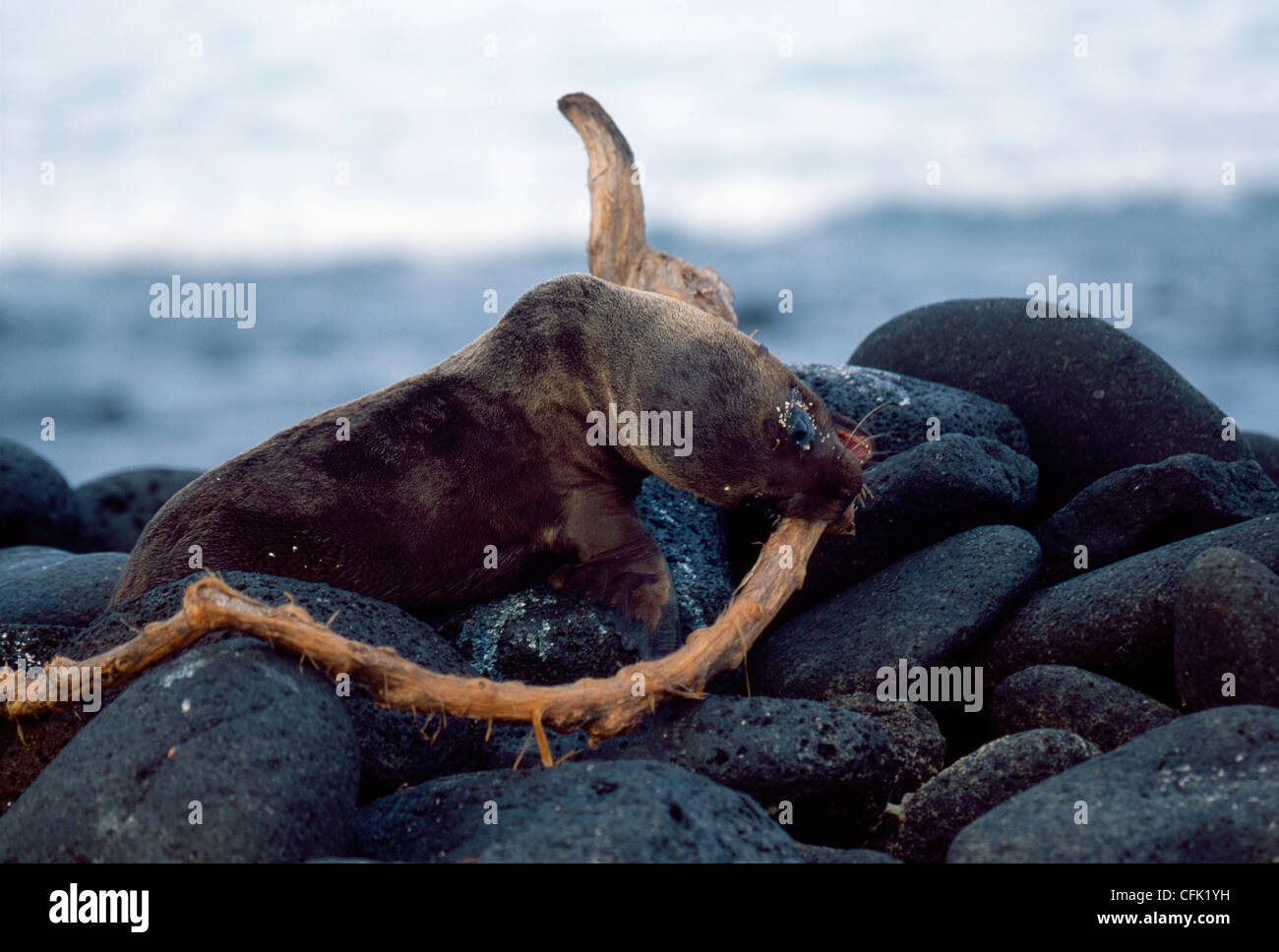 Young sea lions in Galapagos Stock Photo