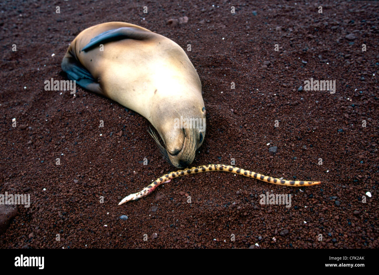 Sea lion with a sea snake Stock Photo
