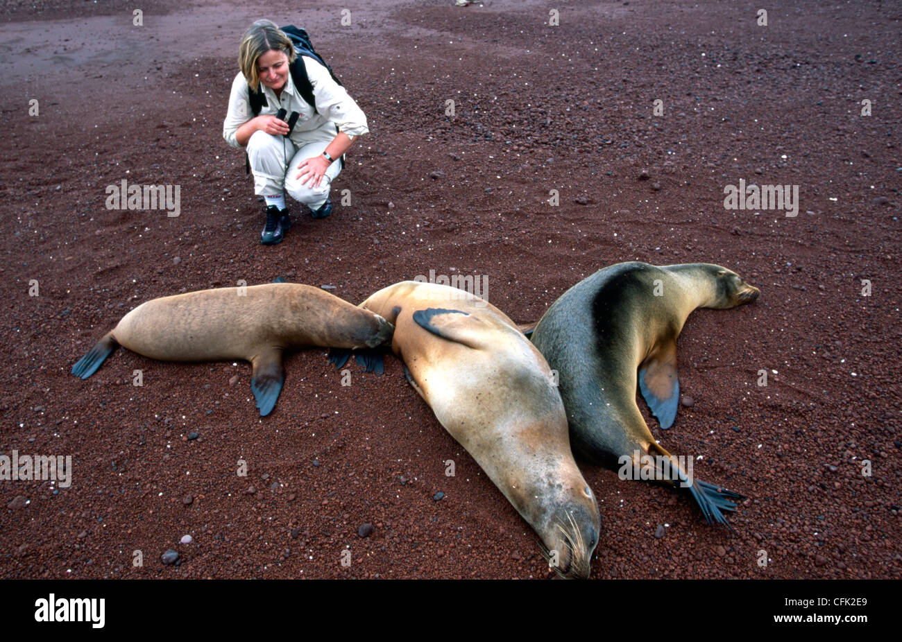 Female sea lion and  pup Stock Photo