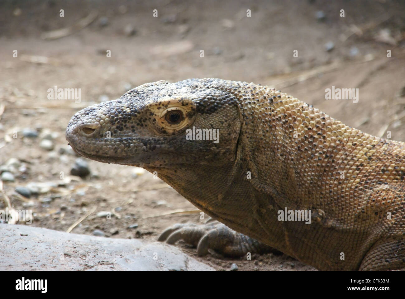Komodo monitor lizard [Varadus komodoensis] , Woodland Park Zoo, Seattle Pacific Northwest  Stock Photo