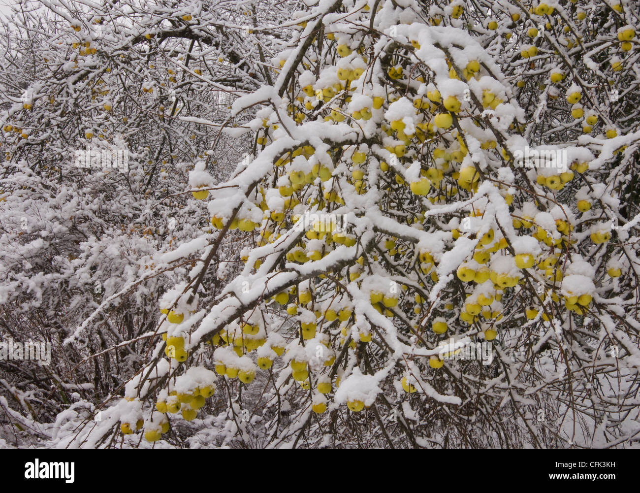 Winter snow covers apple trees planted by the 49ers which have