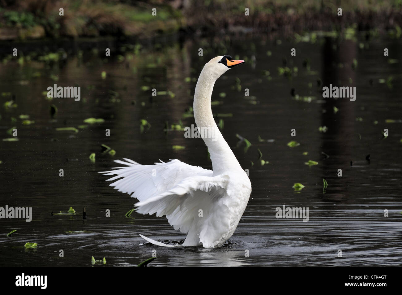 Mute swan with wings swept back at Dunham Massey Stock Photo Alamy