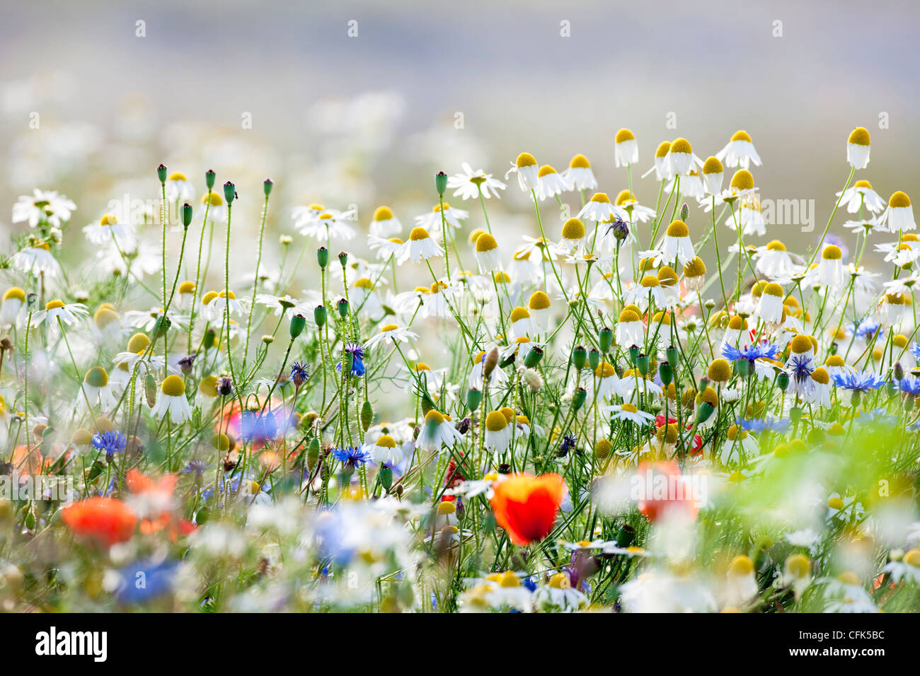 abundance of blooming wild flowers on the meadow at springtime Stock Photo