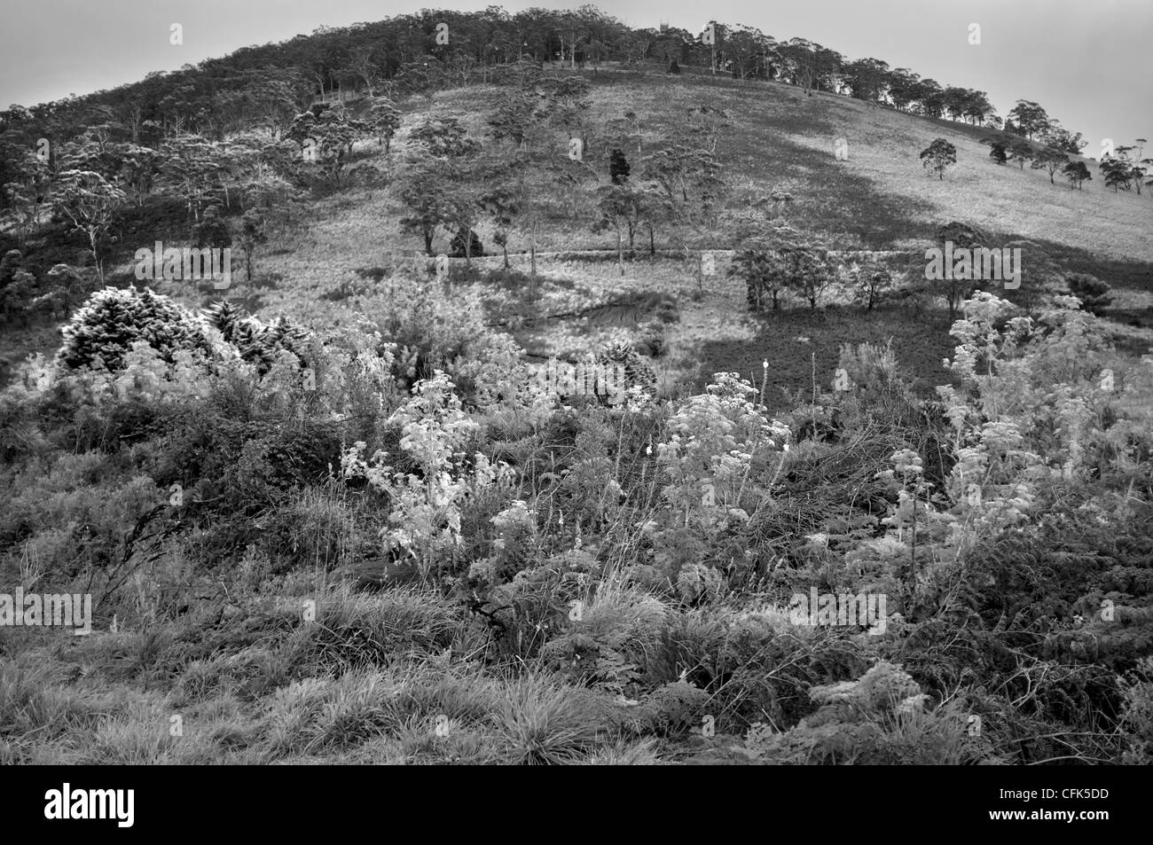 Beautiful hill with foliage Stock Photo