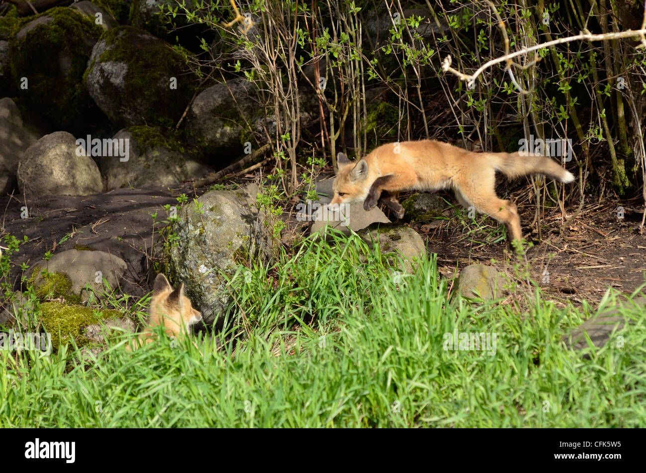 Fox kits at play, Wallowa Valley, Oregon. Stock Photo