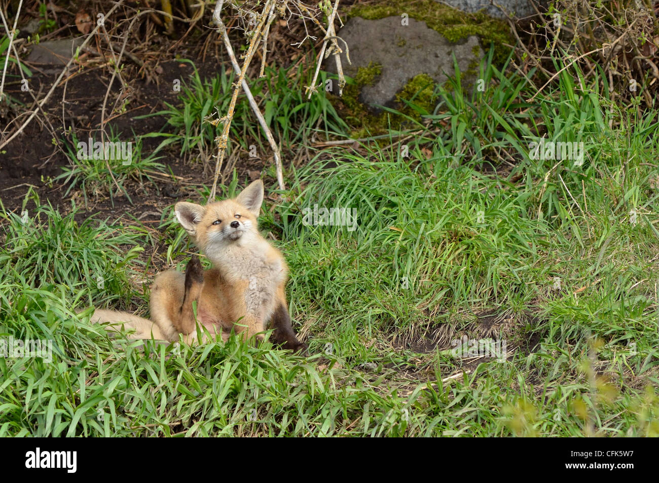 Fox kits at play, Wallowa Valley, Oregon Stock Photo Alamy