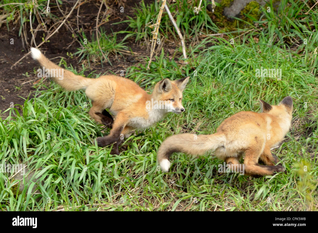 Fox kits at play, Wallowa Valley, Oregon. Stock Photo