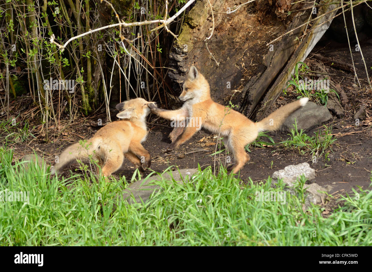 Fox kits, at play, Wallowa Valley, Oregon. Stock Photo