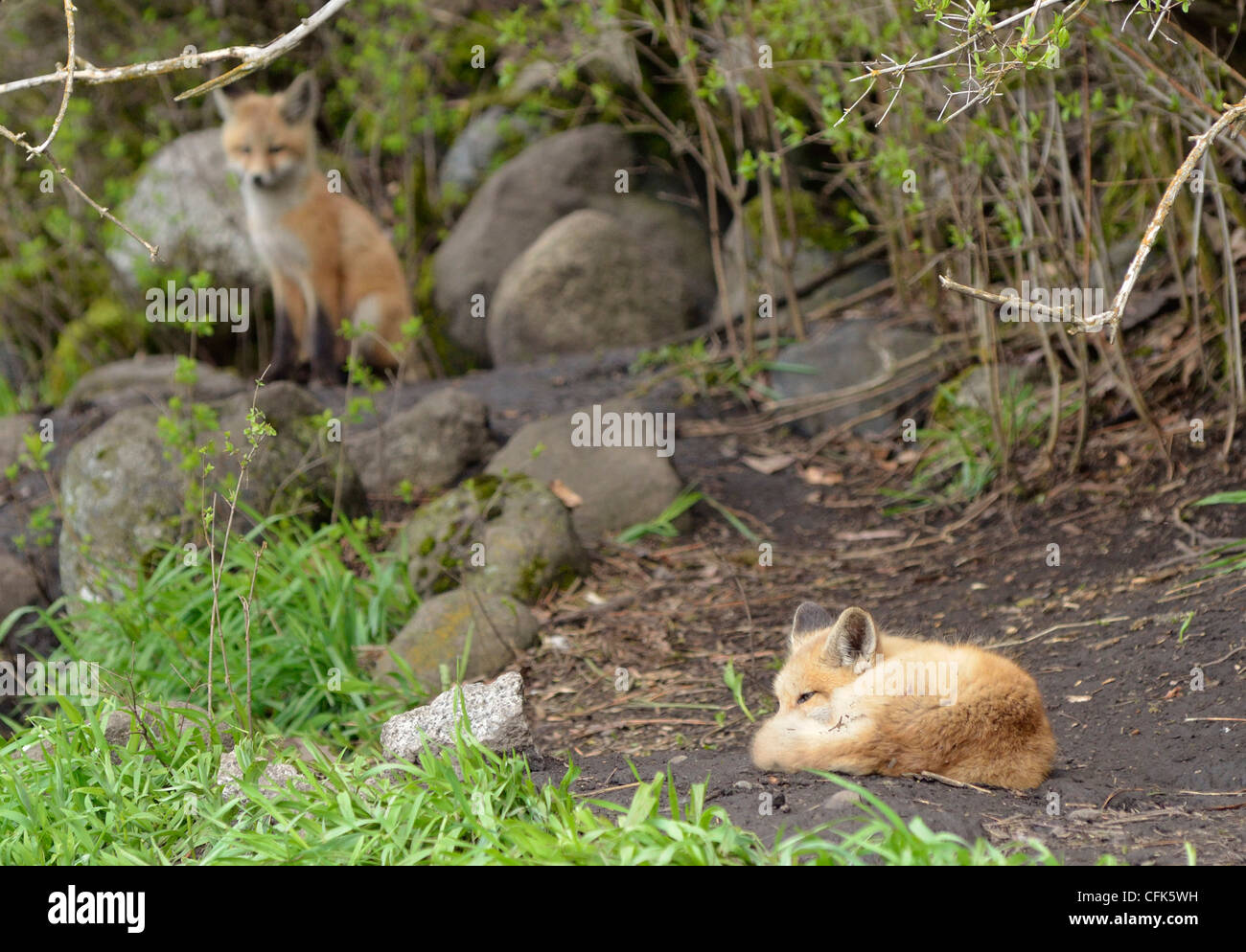 Fox kits, Wallowa Valley, Oregon Stock Photo Alamy