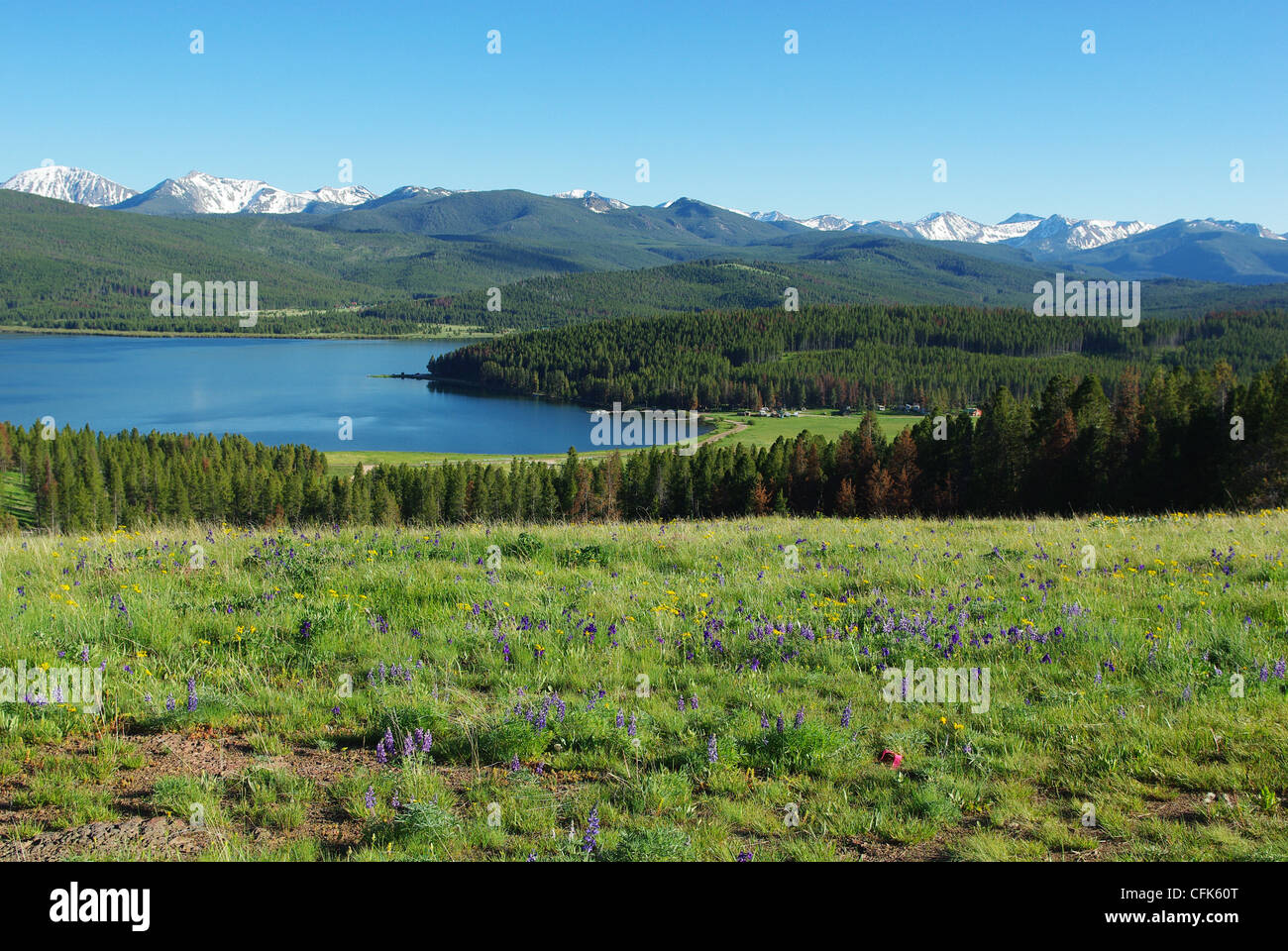 Rocky mountain forest with flowers hi-res stock photography and images ...