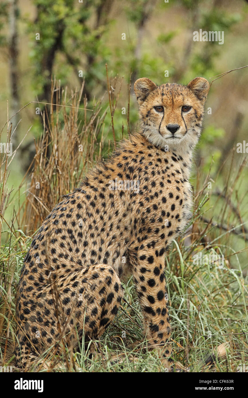 A cheetah sits amongst the wet grass. Stock Photo