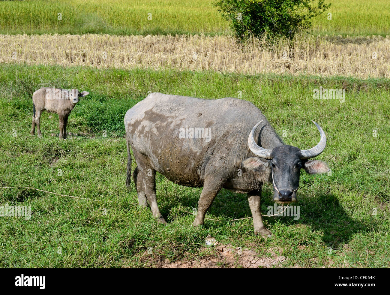 Cute baby buffalo with it's mother Stock Photo - Alamy