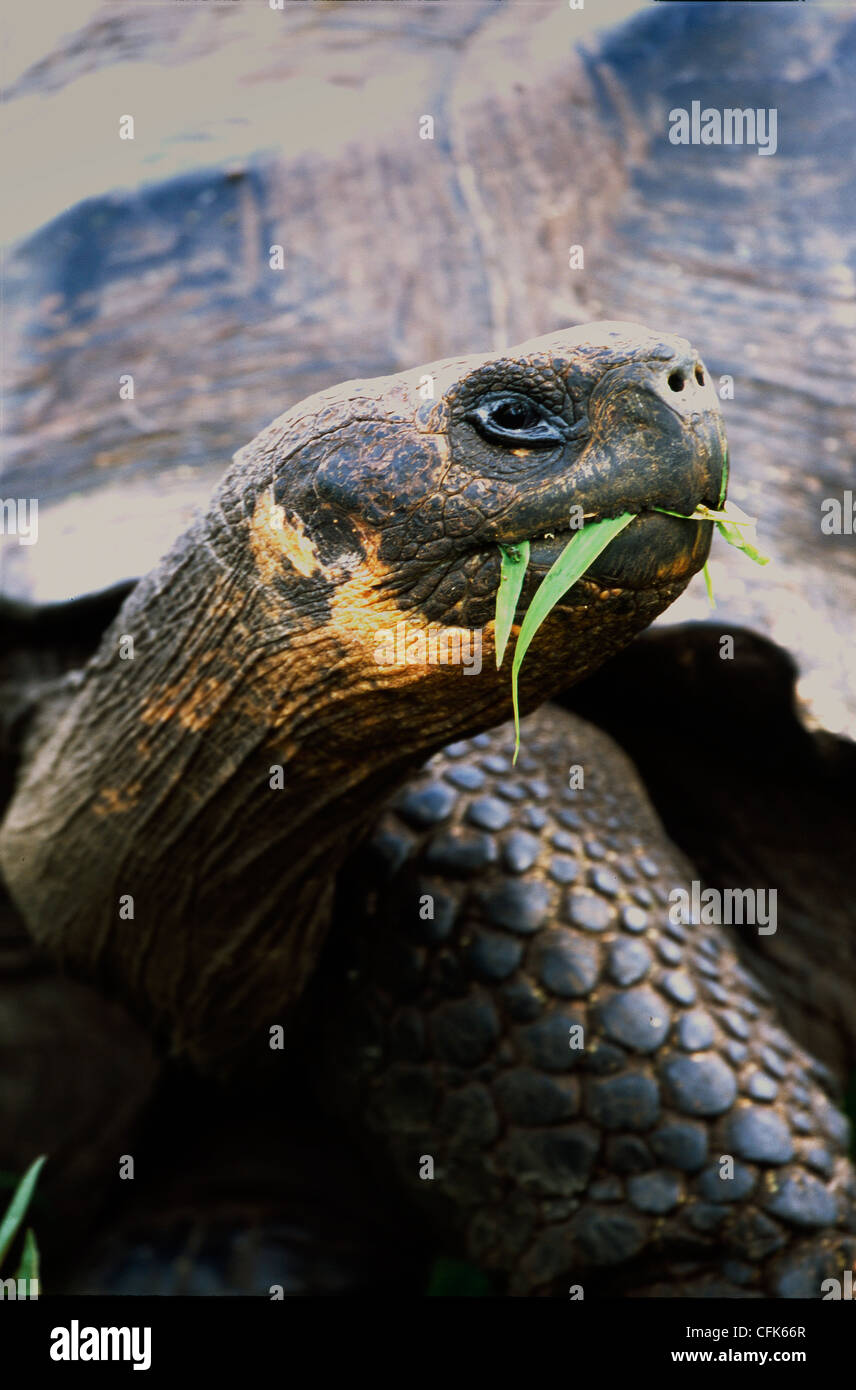GiantturtleGalapagosGalapagos Prickly Pear CactusIsabela IslandGalapagos IslandsEcuador / (Opuntia echiosGalapagos giant tortoise {Geochelone elephant Stock Photo