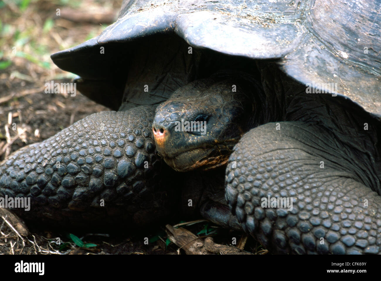 Giant Tortoise. Turtles. Galapagos giant tortoise {Geochelone ...