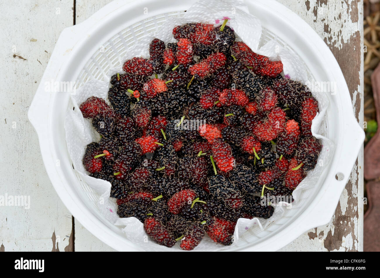 fresh mulberries in white basket Stock Photo