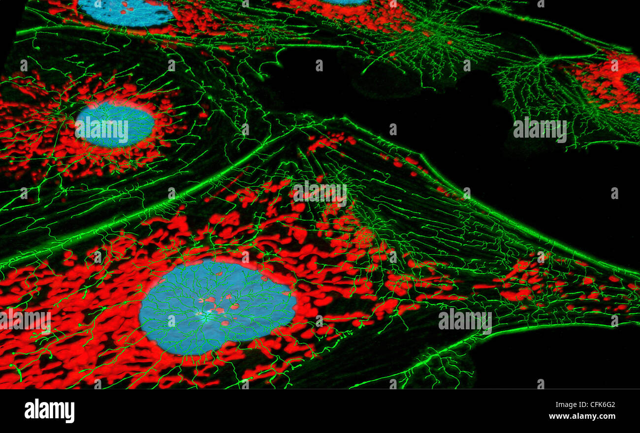 Bovine Pulmonary Artery Endothelial Cells (BPAE Line) Stock Photo