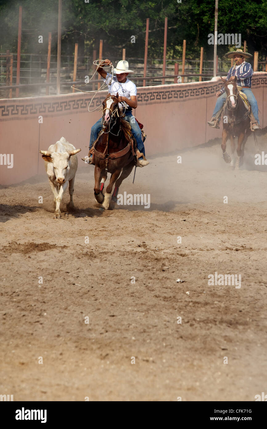Mexican charro or cowboy on horseback in a lienzo charro (aka arena) roping or lassoing a steer, TX, US Stock Photo