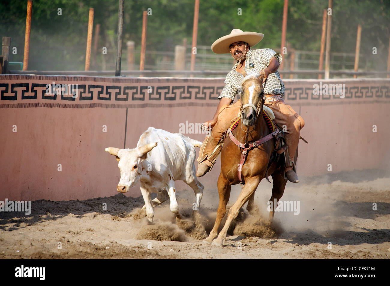 Mexican charros horseman gallops alongside a steer grabbing its tail during a coleadero (toreo  de colas), San Antonio, TX, US Stock Photo