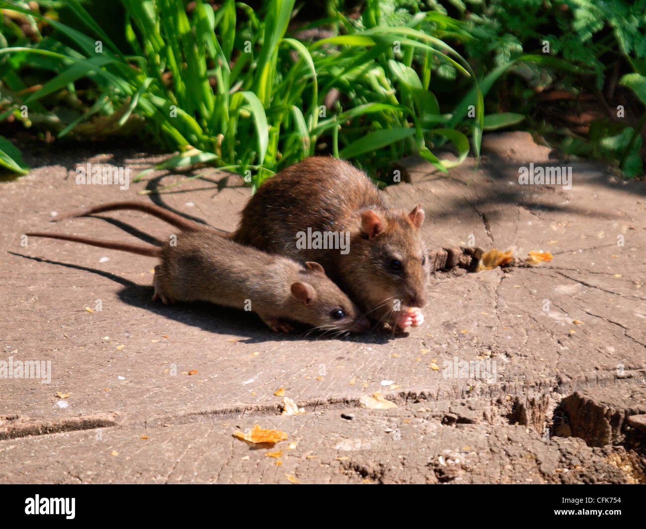 Wild Brown Rat and baby, Rattus norvegicus eating crumbs left for the birds, UK Stock Photo