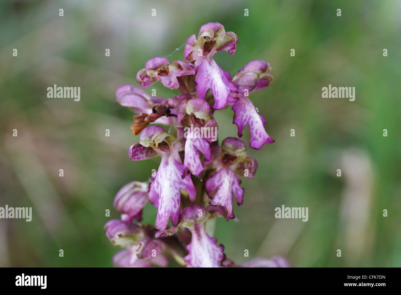 detail of Barlia Robertiana flowers, European orchid Stock Photo