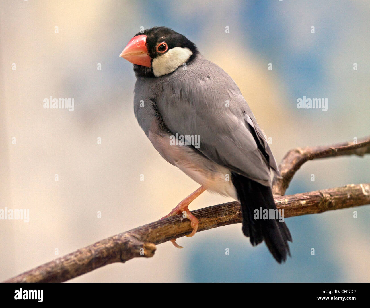 Java finch hi-res stock photography and images - Alamy