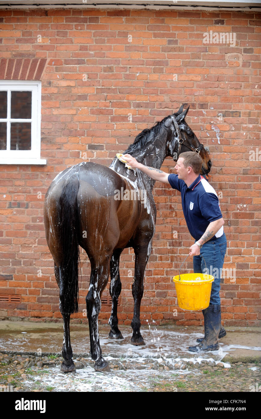 A stable groom washing a racehorse after its exercise on the gallops UK Stock Photo