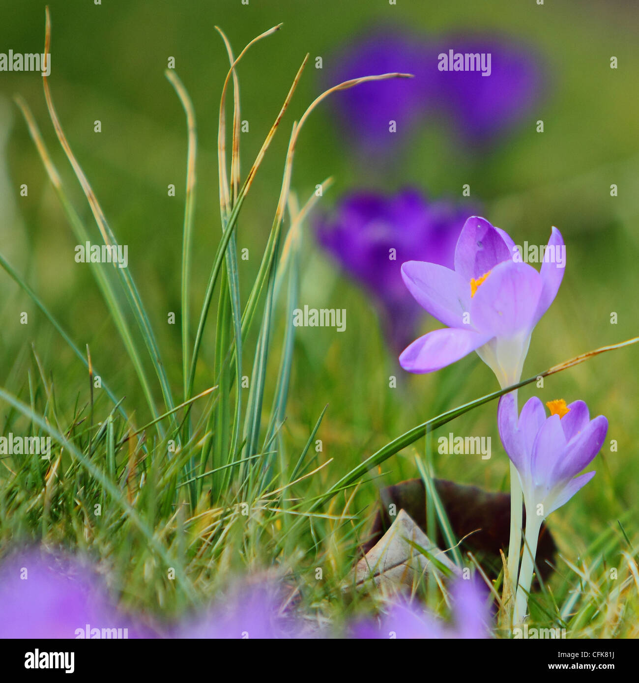 Purple crocus of garden Stock Photo