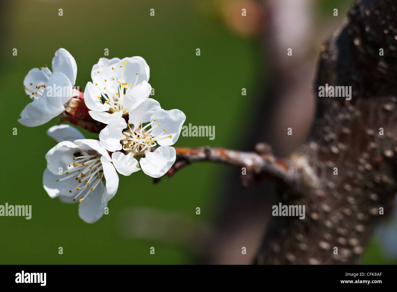 Blossoming apple tree Stock Photo - Alamy