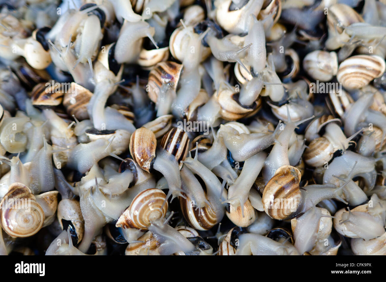 Snail eaten hires stock photography and images Alamy