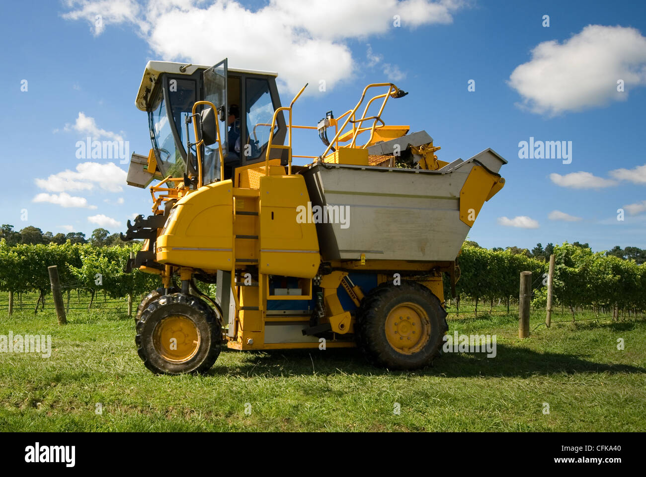 A grape harvester in a vineyard on the Southern Highlands of New South Wales, Australia Stock Photo