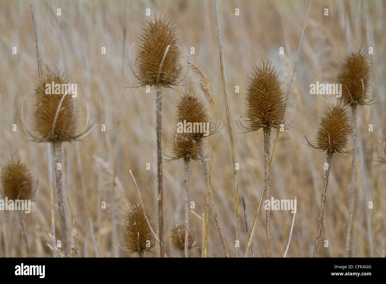 Spiky teasel heads in a sea of reeds Stock Photo