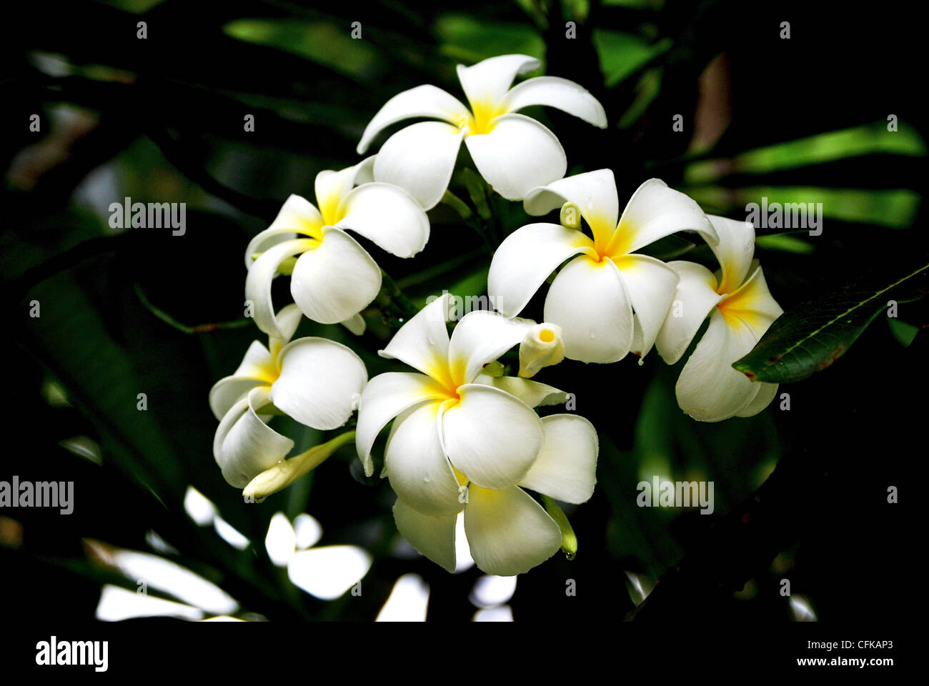 a flowering tree in barbados Stock Photo Alamy
