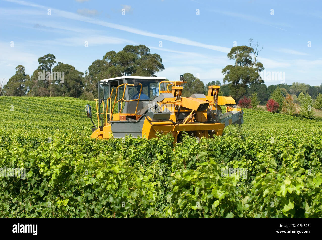 Harvesting Grapes in a vineyard near Sutton Forest, on the Southern Highlands of New South Wales, Australia Stock Photo