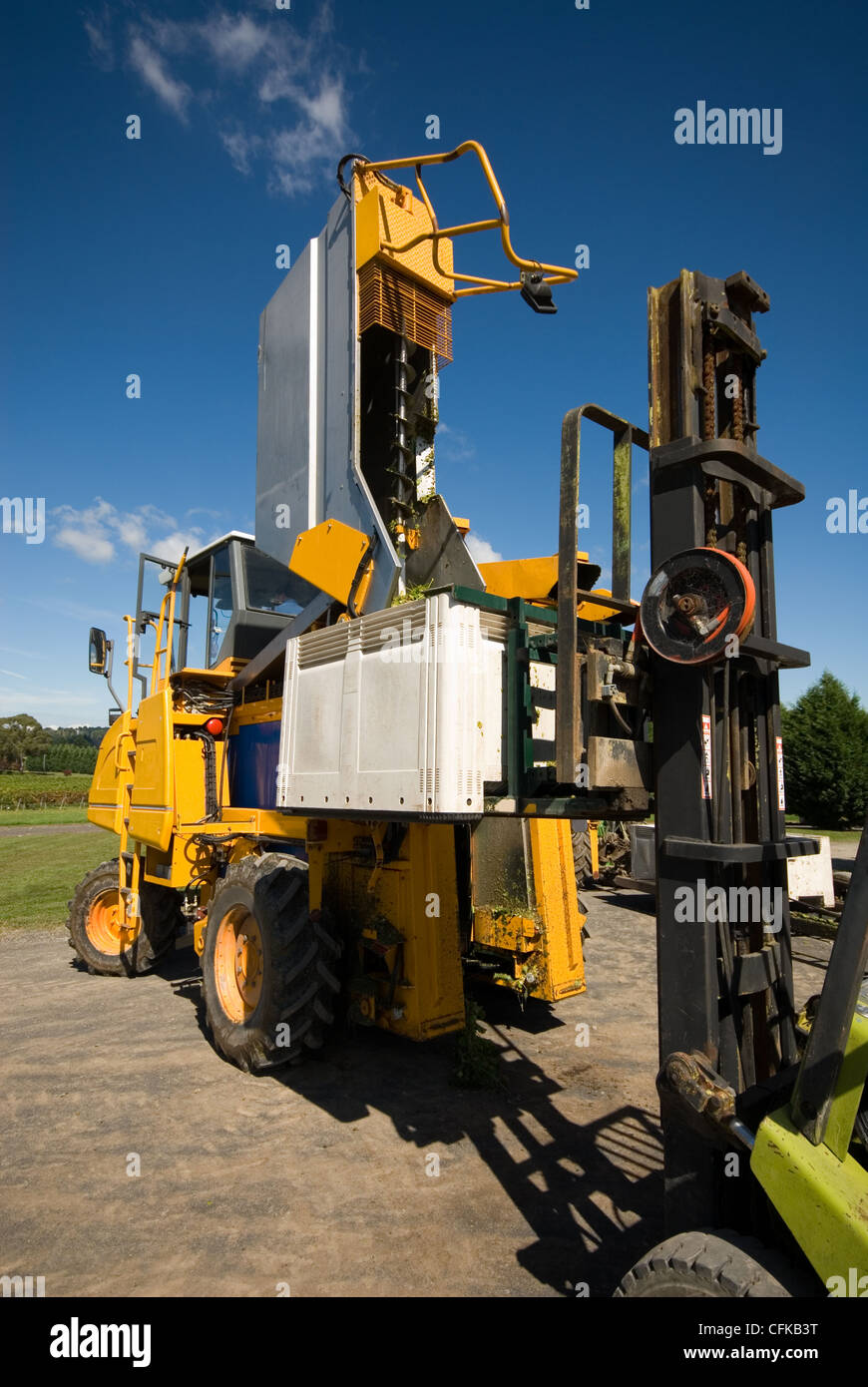 A grape harvester dumps its load of freshly picked grapes into a