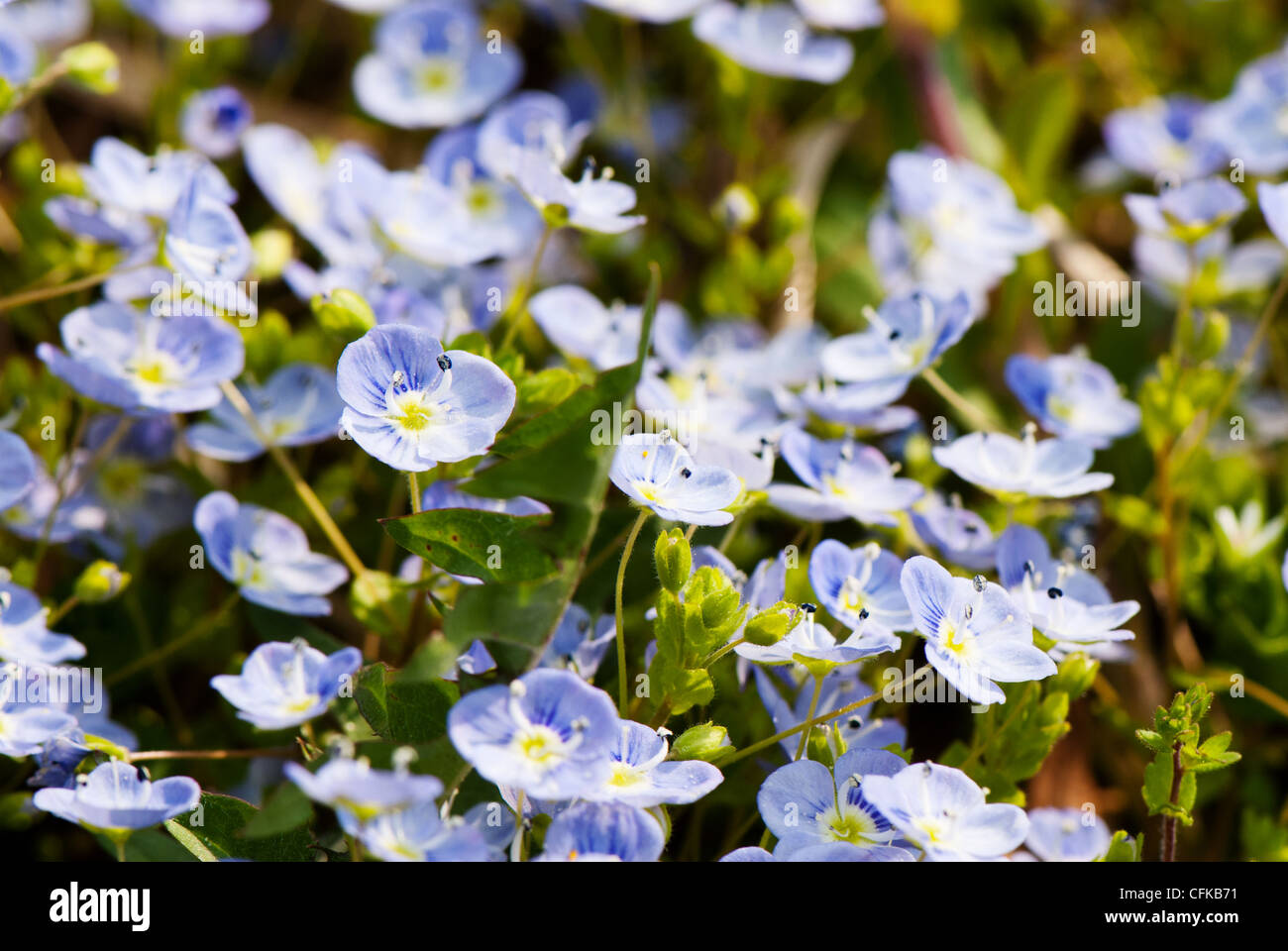 Closeup of a group of veronica persica flowers Stock Photo
