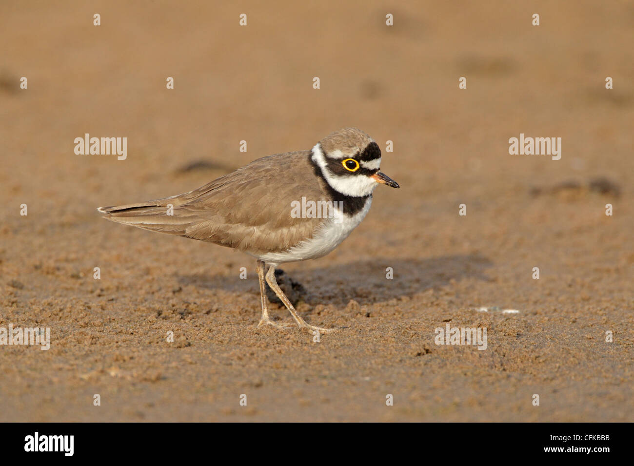 Little Rigned Plover Little ringed Plover Stock Photo - Alamy