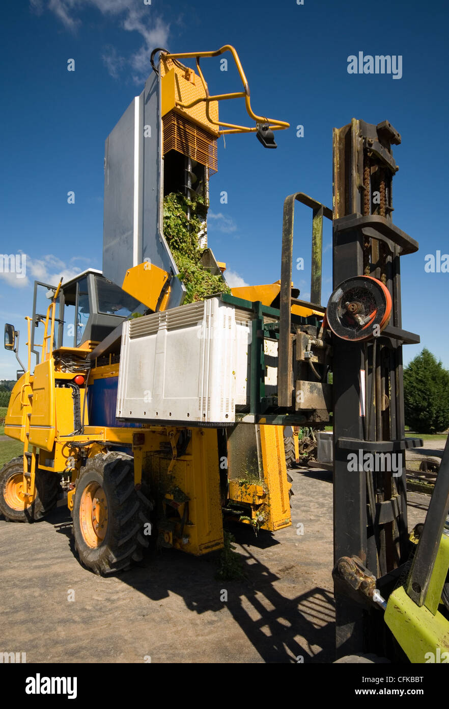 A grape harvester dumps its load of freshly picked grapes into a plastic bin supported by a forklift Stock Photo