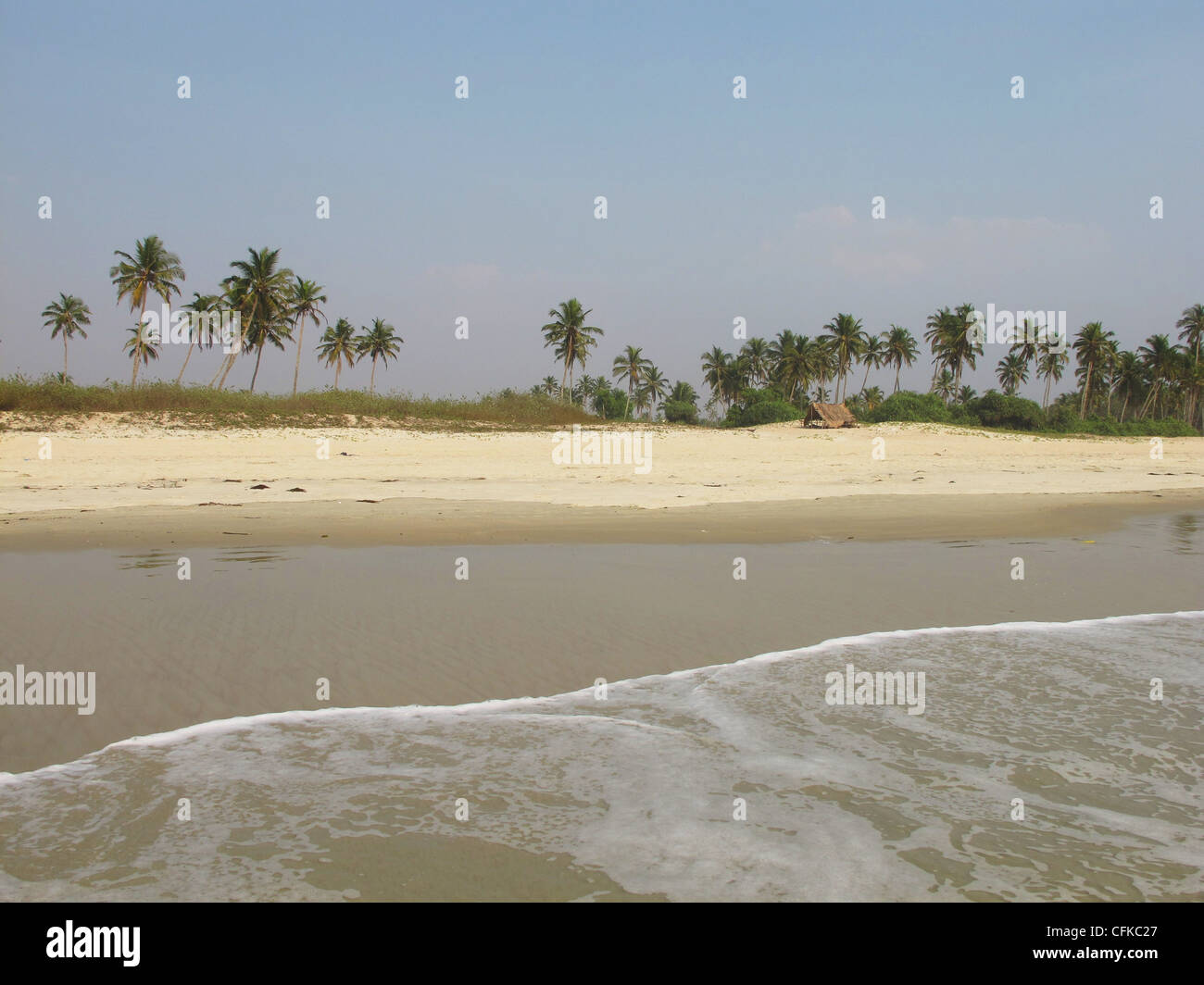 Cocohut on the beach Stock Photo Alamy