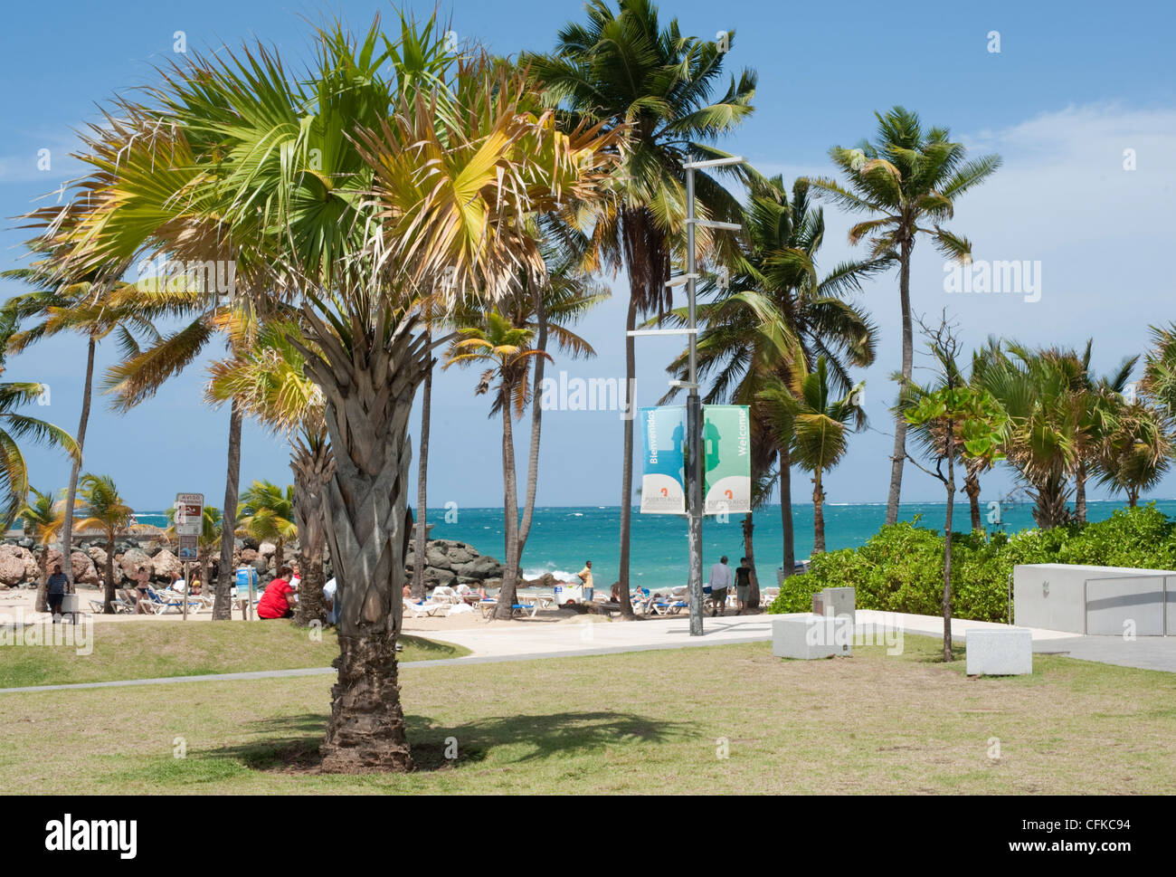A palm tree at the entrance to Condado Beach, San Juan, Puerto Rico Stock Photo