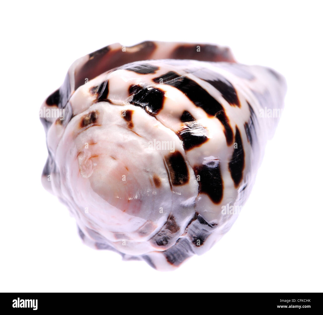 Hebrew Cone shell (Conus ebraeus) c3cm. Region IndoPacific Stock Photo Alamy